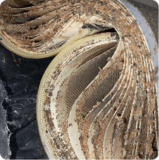 membrane-dissection